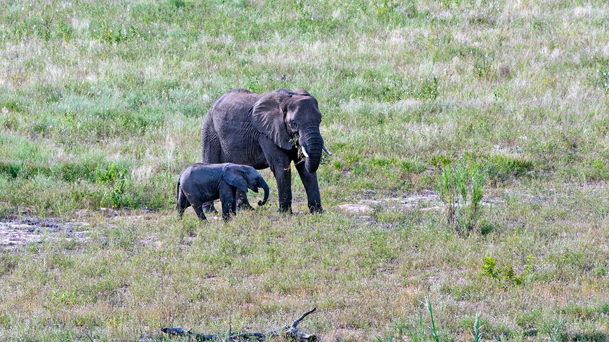 African Bush Elephant [Loxodonta africana]