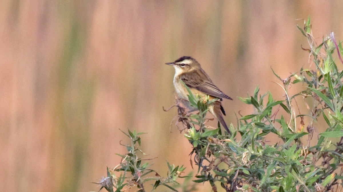 Sedge Warbler [Acrocephalus schoenobaenus]