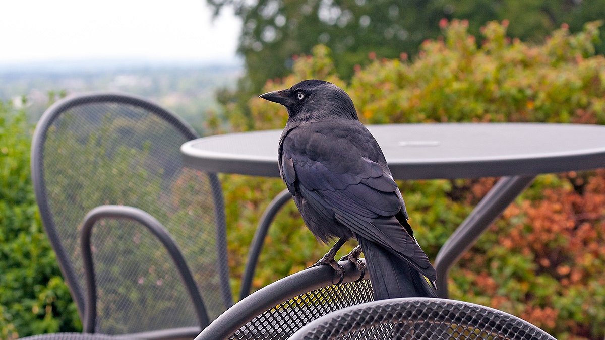 Western Jackdaw [Coloeus monedula spermologus]