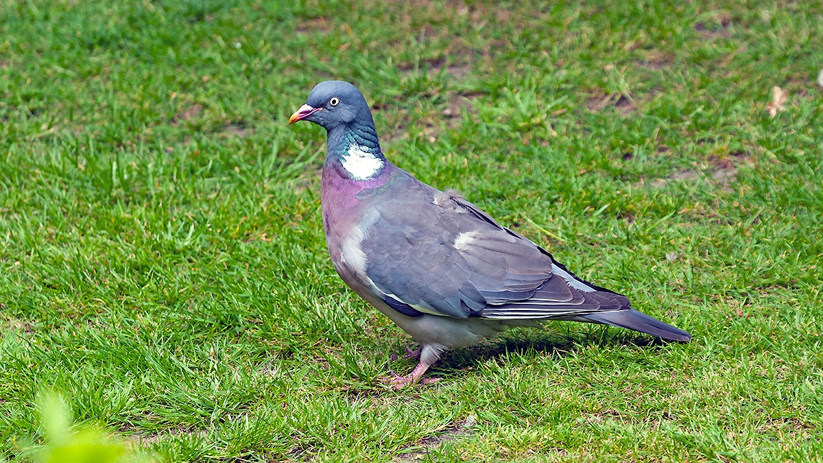 Common Wood Pigeon [Columba palumbus palumbus]