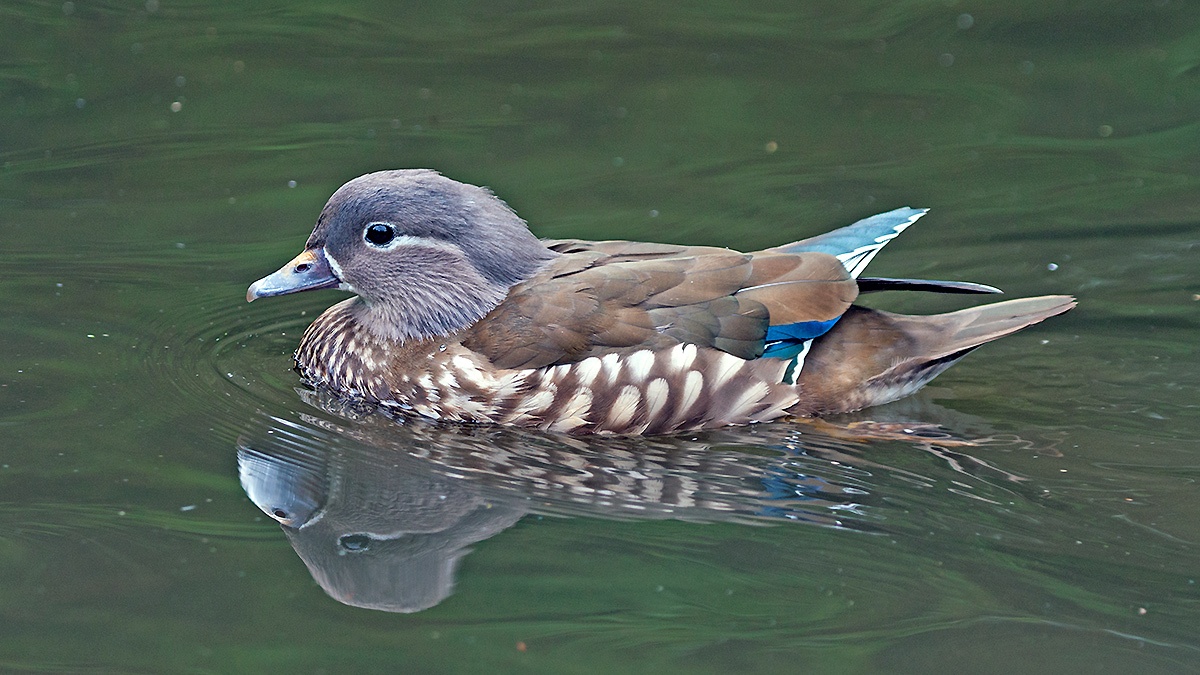 Mandarin Duck [Aix galericulata]