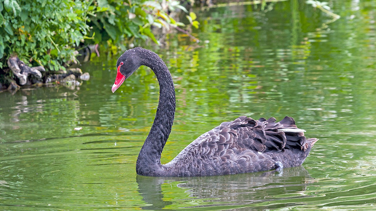 Black Swan [Cygnus atratus]