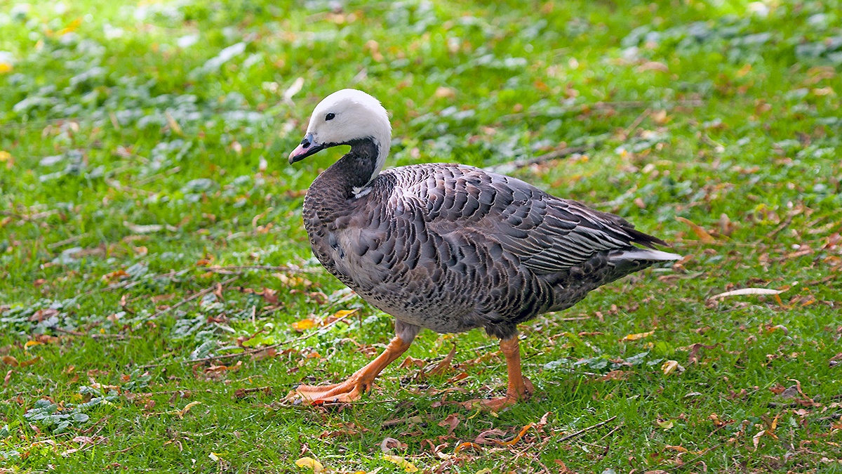 Emperor Goose [Anser canagicus]