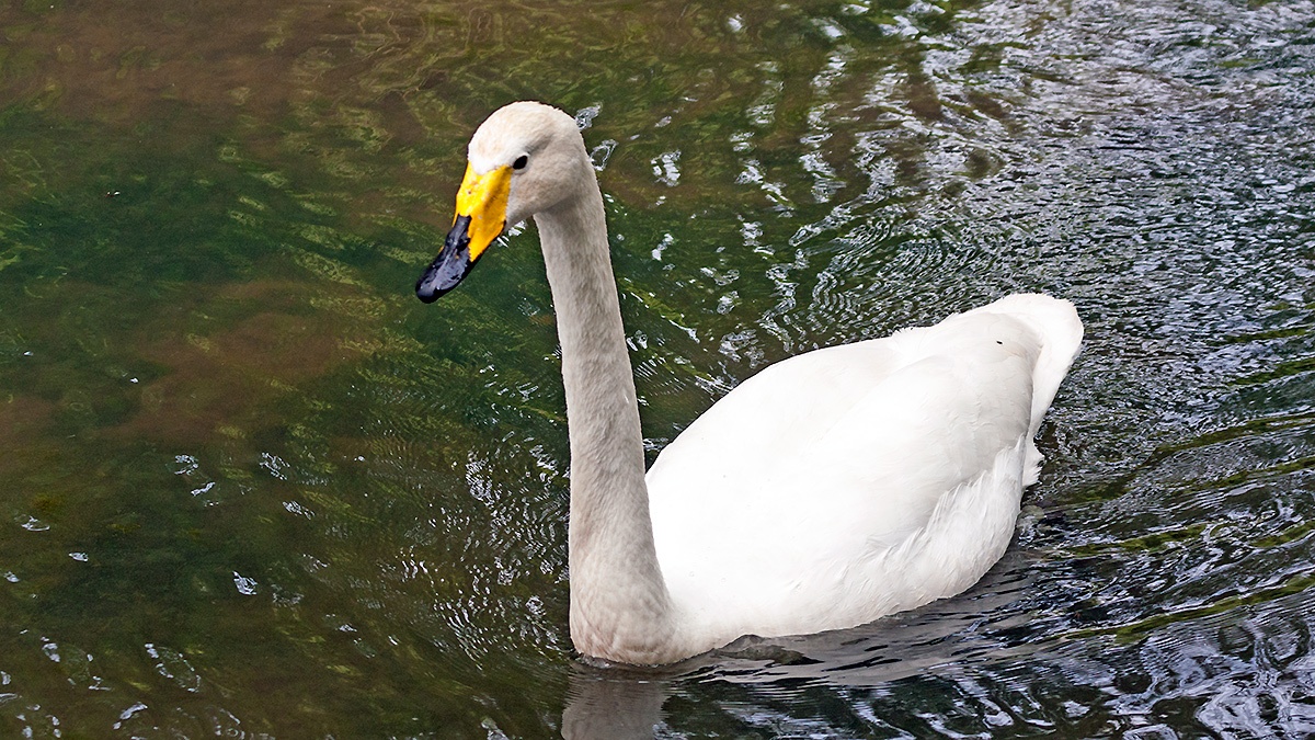 Whooper Swan [Cygnus cygnus]