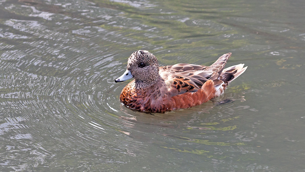 American Wigeon [Mareca americana]