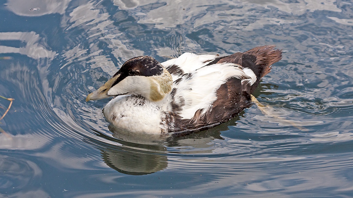 Common Eider [Somateria mollissima mollissima]