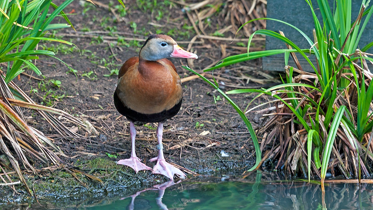 Black-bellied Whistling Duck [Dendrocygna autumnalis]