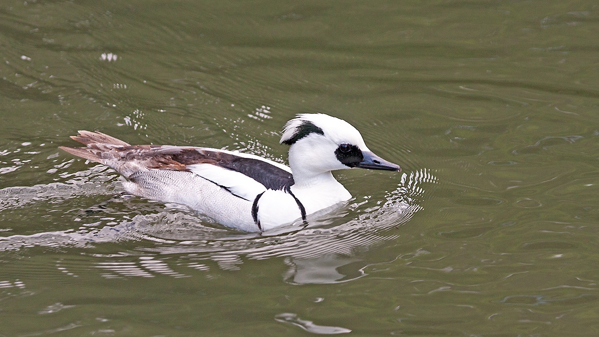 Smew [Mergellus albellus]