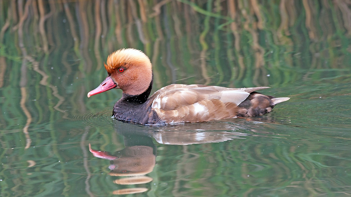 Red-crested Pochard [Netta rufina]