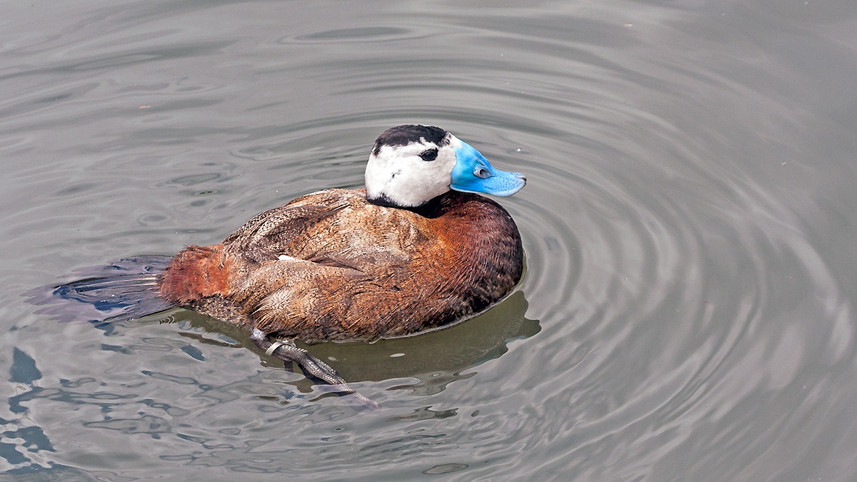 White-headed Duck [Oxyura leucocephala]