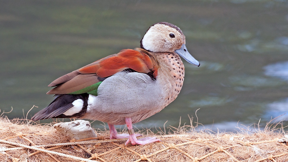Ringed Teal [Callonetta leucophrys]