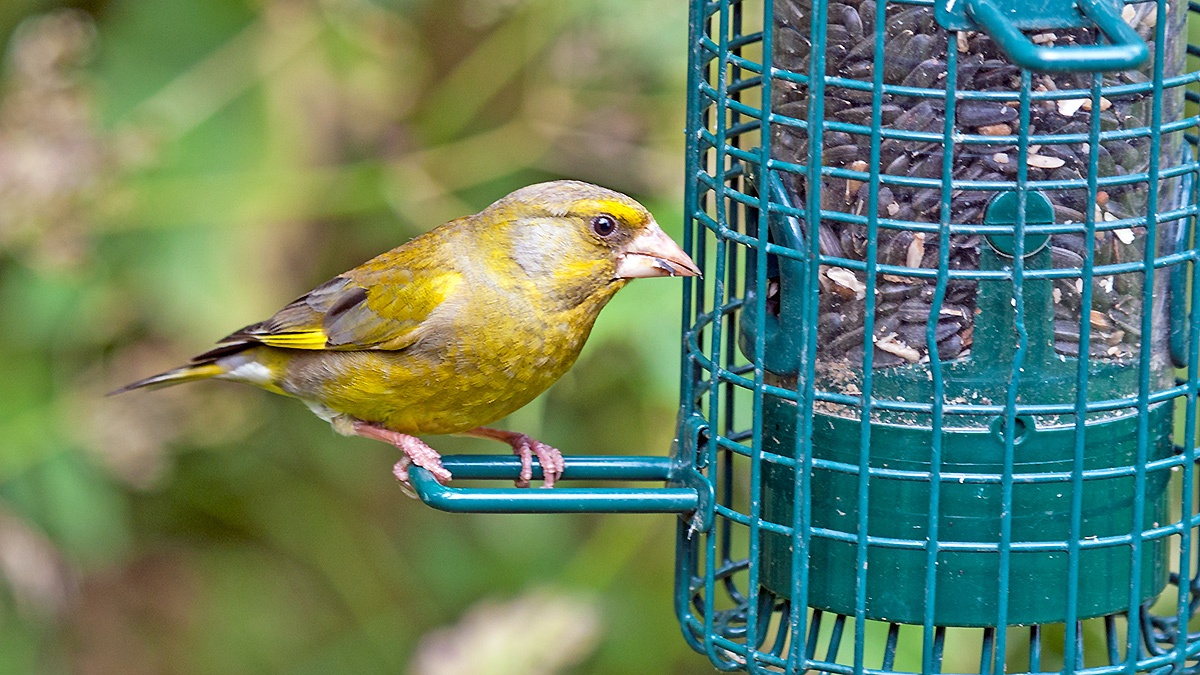 European Greenfinch [Chloris chloris harrisoni]