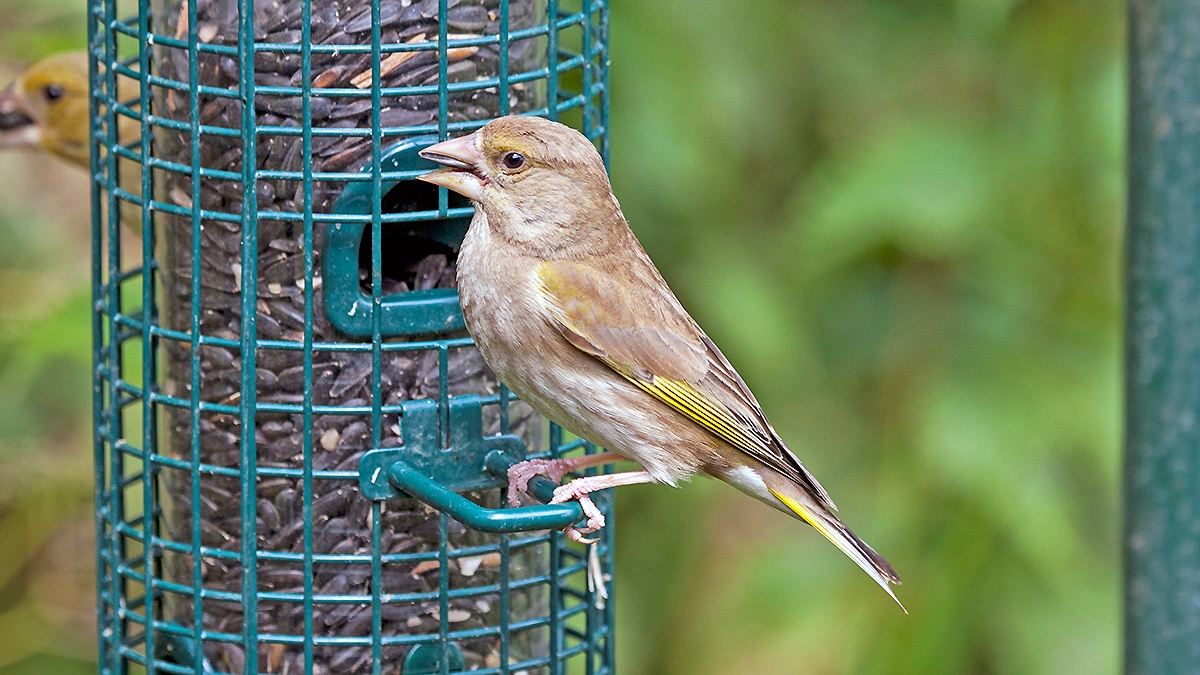 European Greenfinch [Chloris chloris harrisoni]