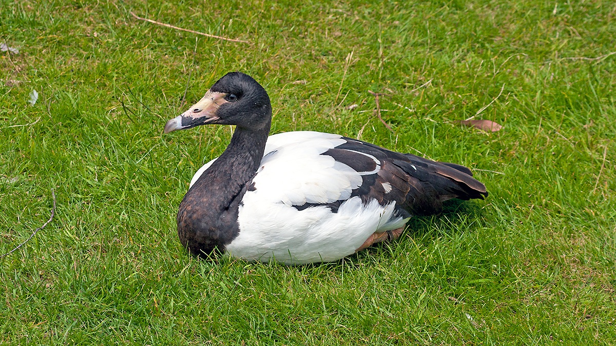 Magpie Goose [Anseranas semipalmata]