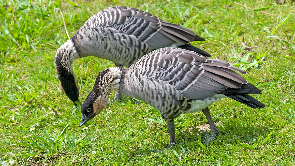 Nene [Branta sandvicensis]