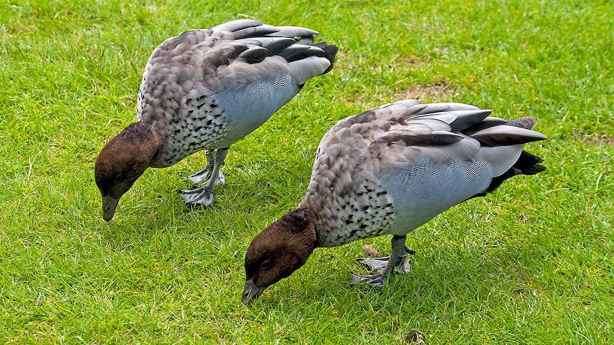 Maned Duck [Chenonetta jubata]