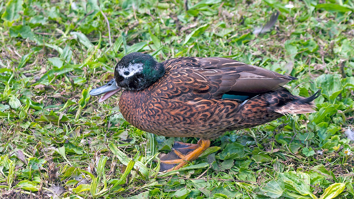 Laysan Duck [Anas laysanensis]