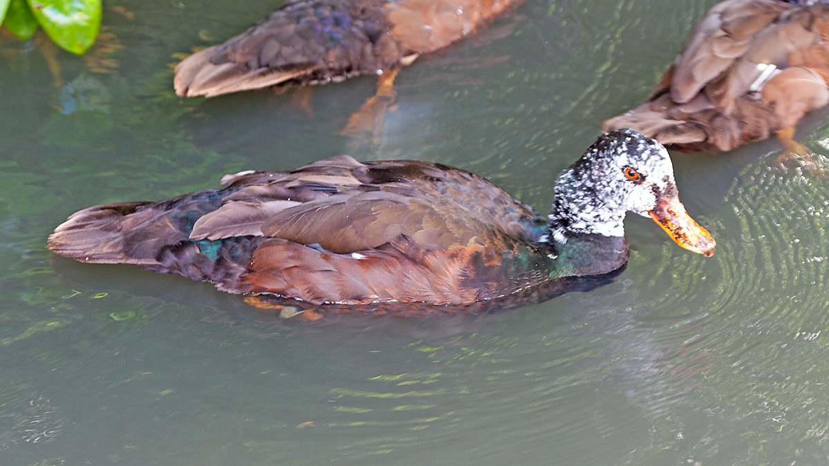 White-winged Duck [Asarcornis scutulata]