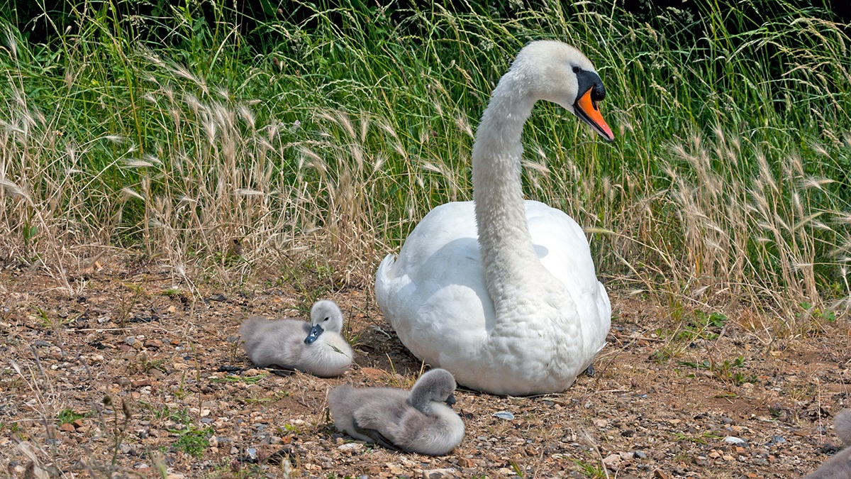 Mute Swan [Cygnus olor]