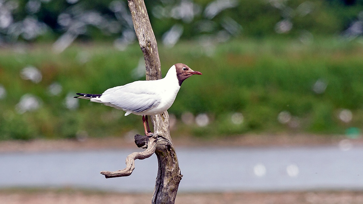Black-headed Gull [Chroicocephalus ridibundus]