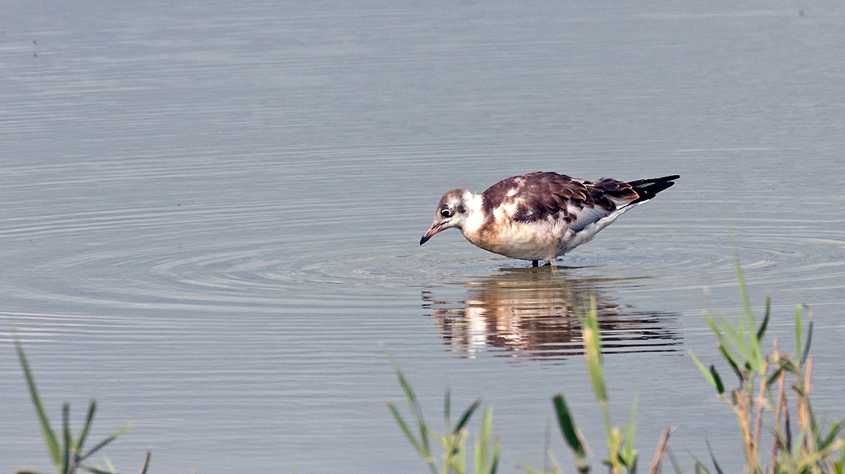 Black-headed Gull [Chroicocephalus ridibundus]