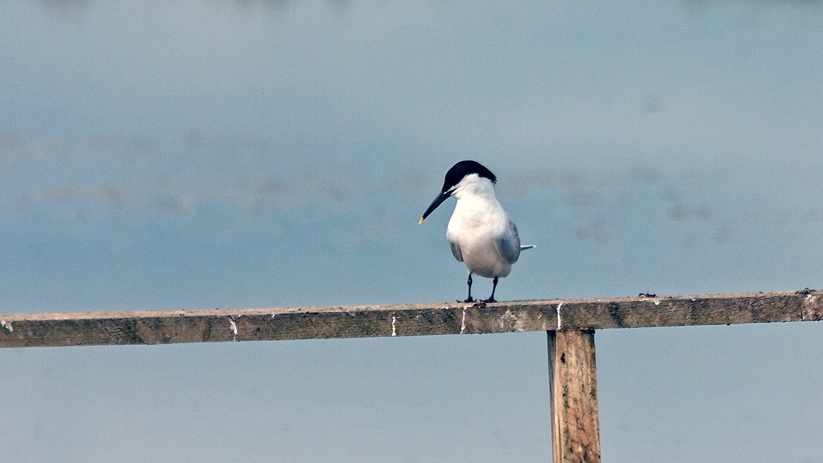 Sandwich Tern [Thalasseus sandvicensis]