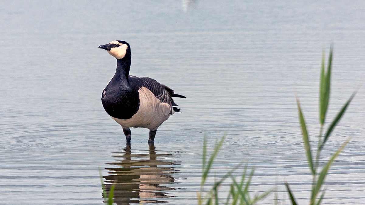 Barnacle Goose [Branta leucopsis]