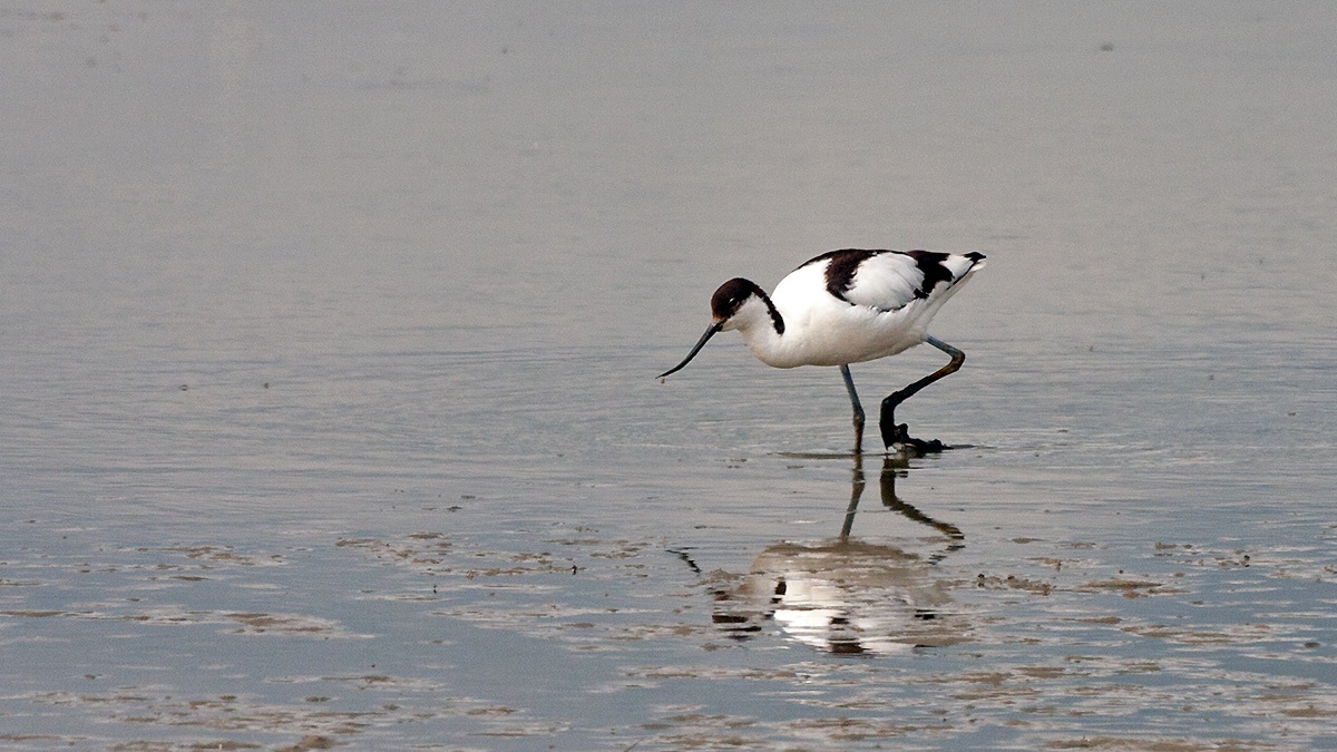 Pied Avocet [Recurvirostra avosetta]