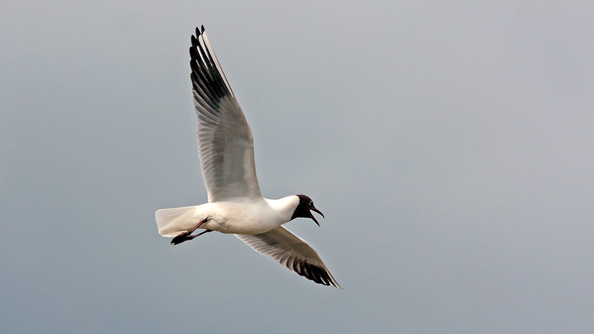 Black-headed Gull [Chroicocephalus ridibundus]
