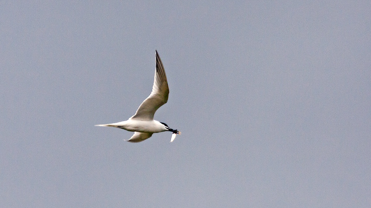 Sandwich Tern [Thalasseus sandvicensis]