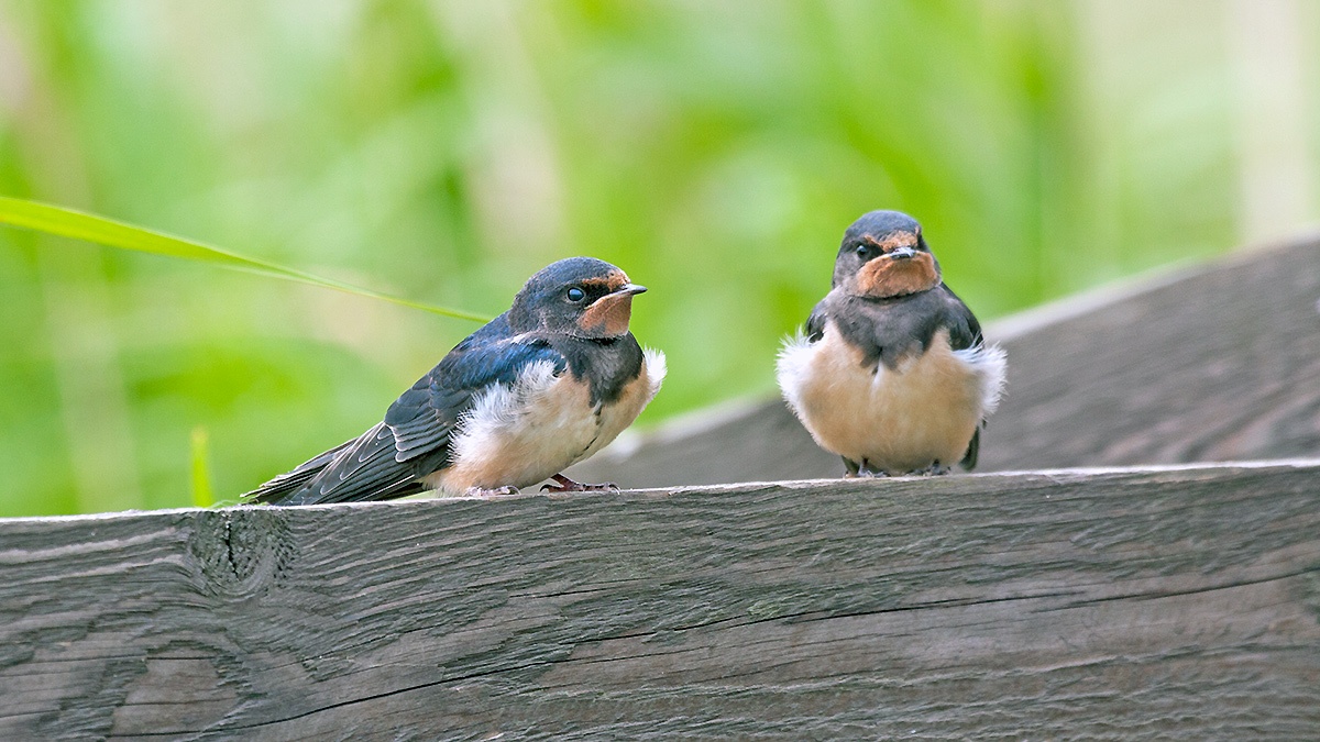 Barn Swallow [Hirundo rustica rustica]