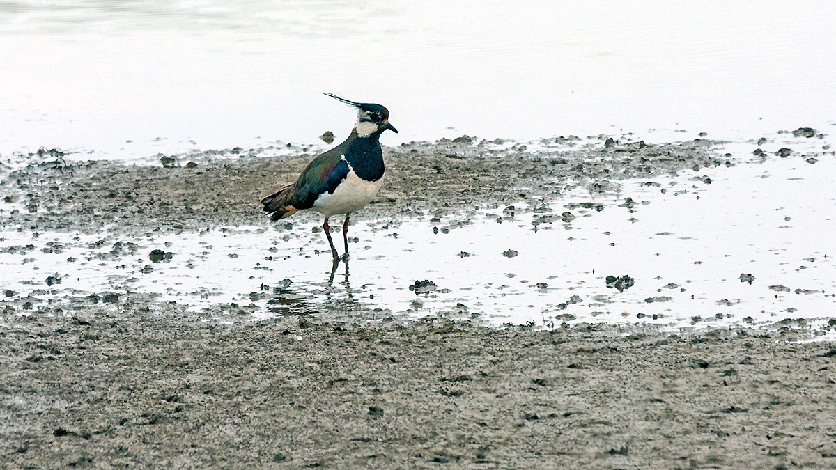Northern Lapwing [Vanellus vanellus]