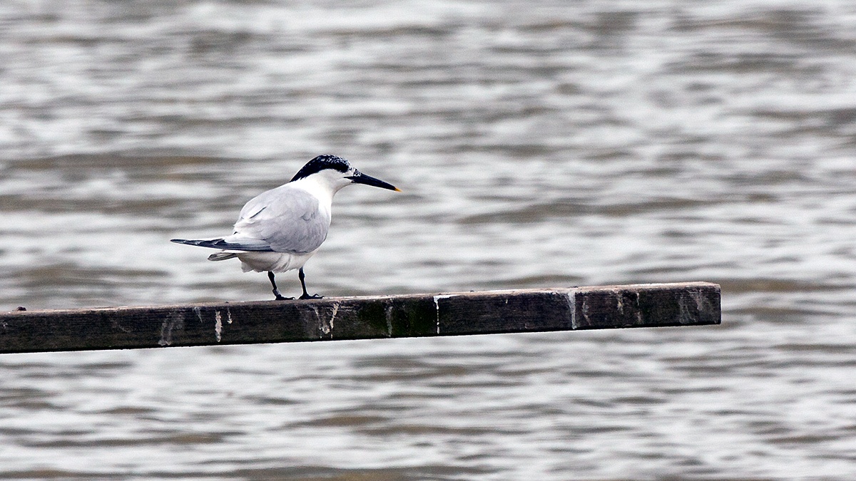 Sandwich Tern [Thalasseus sandvicensis]