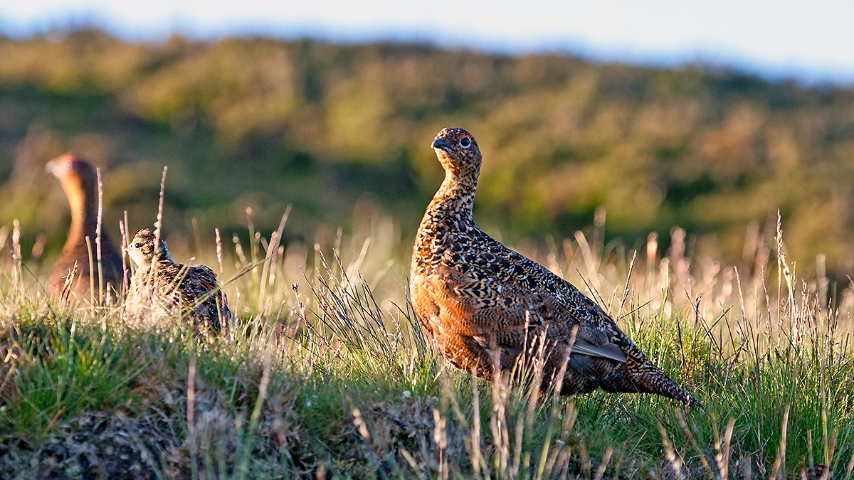 Red Grouse [Lagopus scotica]