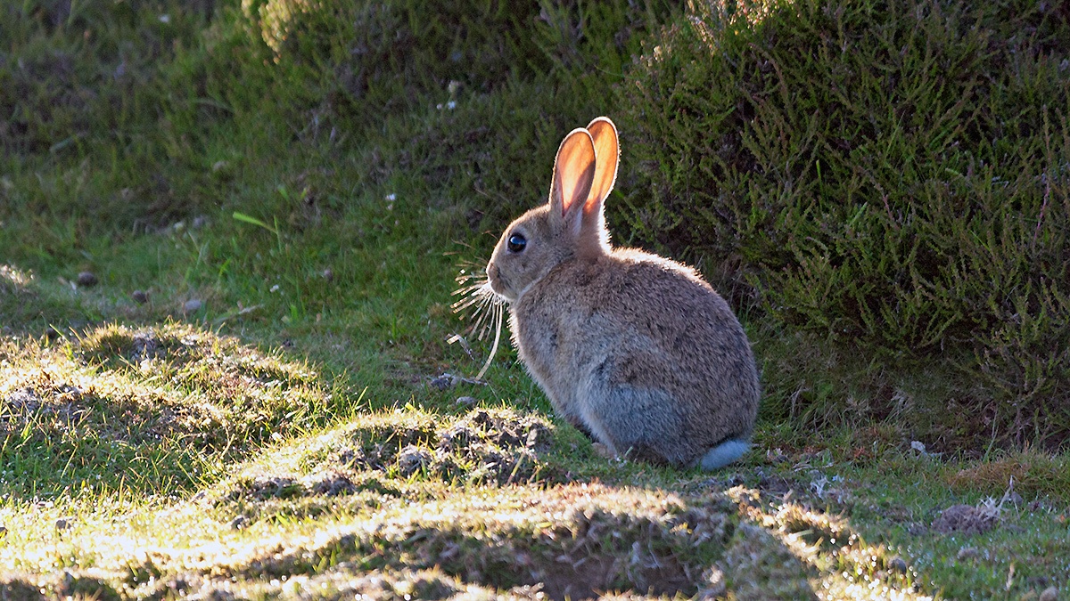 European Rabbit [Oryctolagus cuniculus]