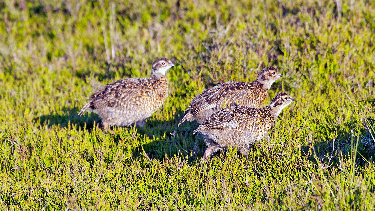 Red Grouse [Lagopus scotica]