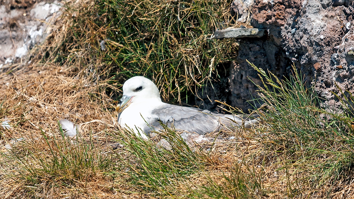 Northern Fulmar [Fulmarus glacialis auduboni]