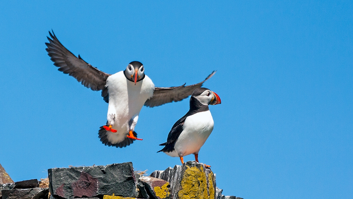 Atlantic Puffin [Fratercula arctica]