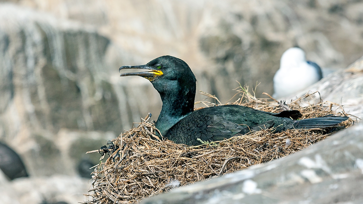 European Shag [Gulosus aristotelis aristotelis]