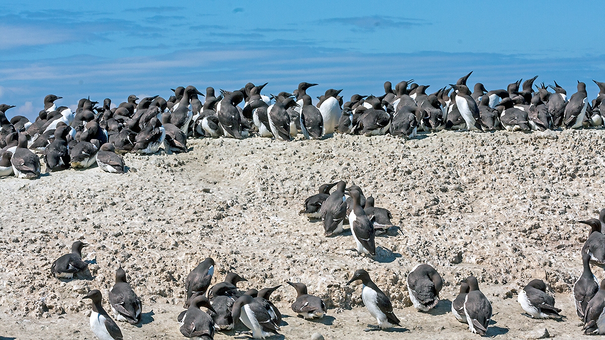 Common Murre [Uria aalge albionis]