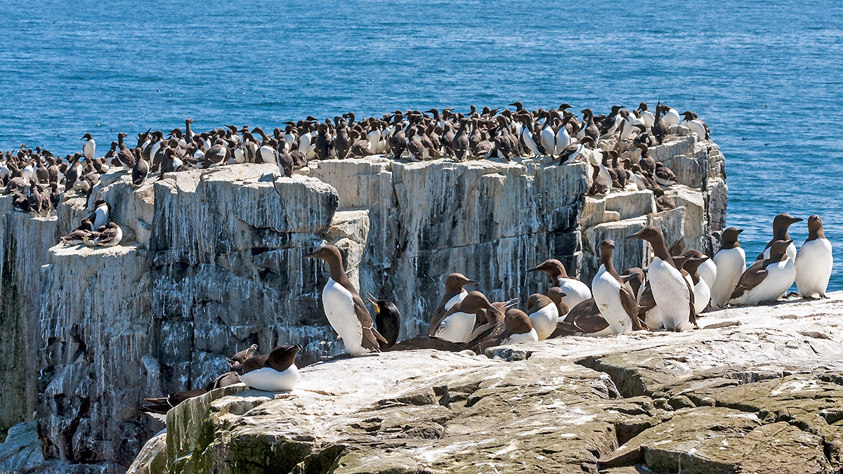 Common Murre [Uria aalge albionis]