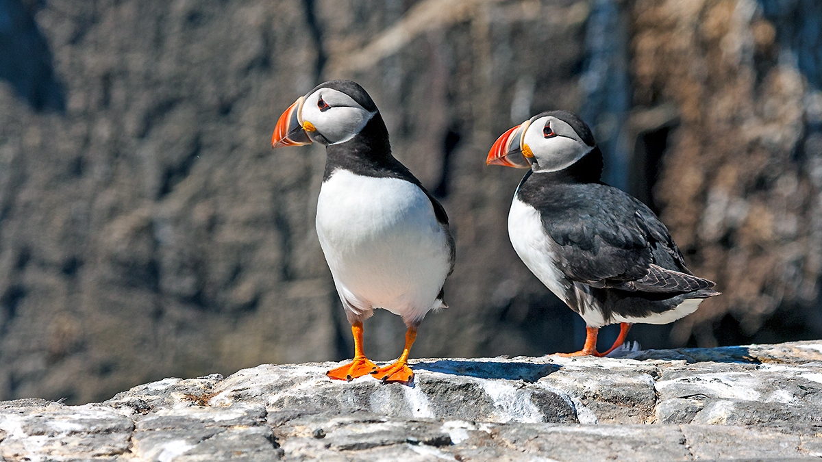 Atlantic Puffin [Fratercula arctica]