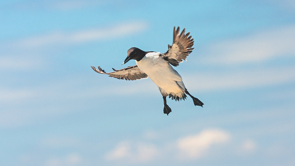 Common Murre [Uria aalge albionis]