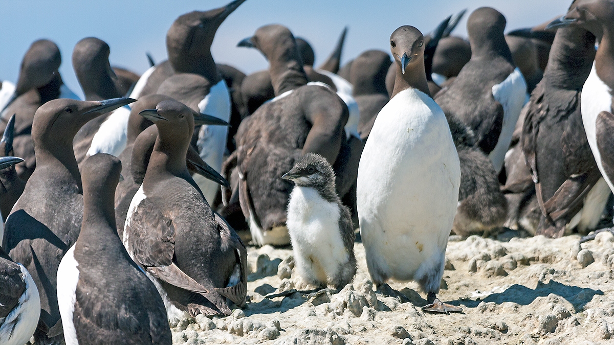 Common Murre [Uria aalge albionis]