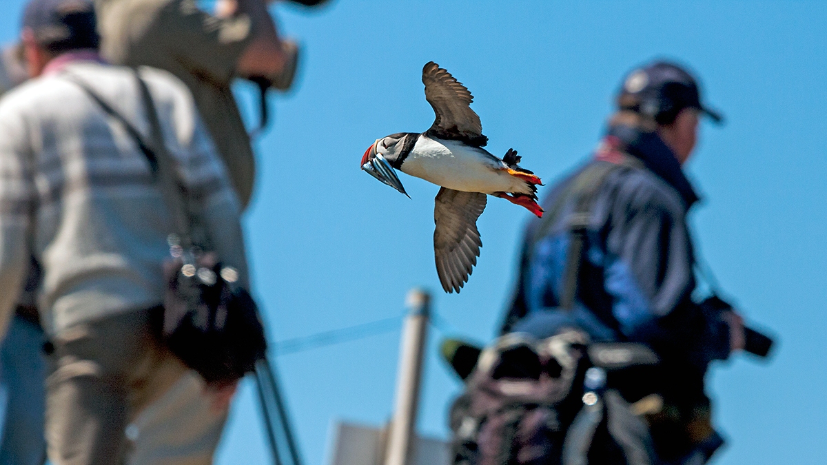 Atlantic Puffin [Fratercula arctica]