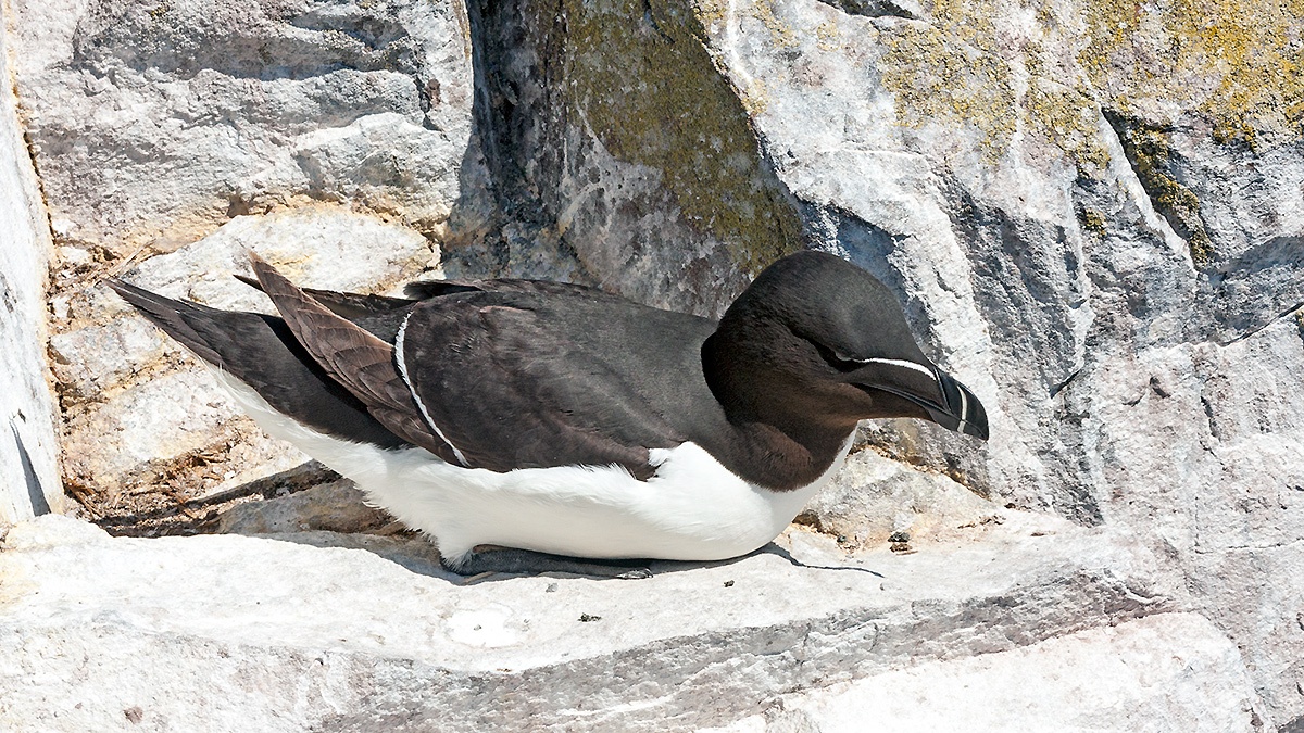 Razorbill [Alca torda islandica]