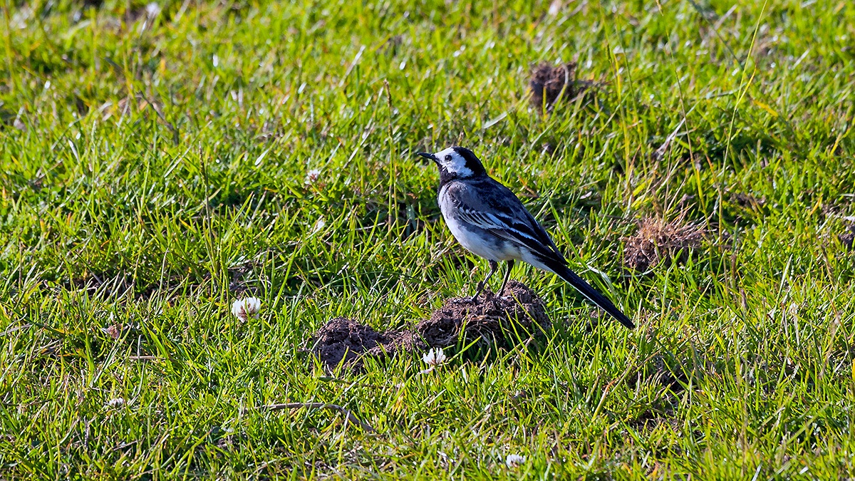 White Wagtail [Motacilla alba yarrellii]