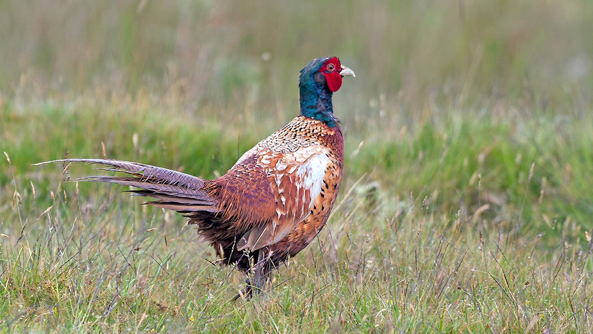 Common Pheasant [Phasianus colchicus colchicus]