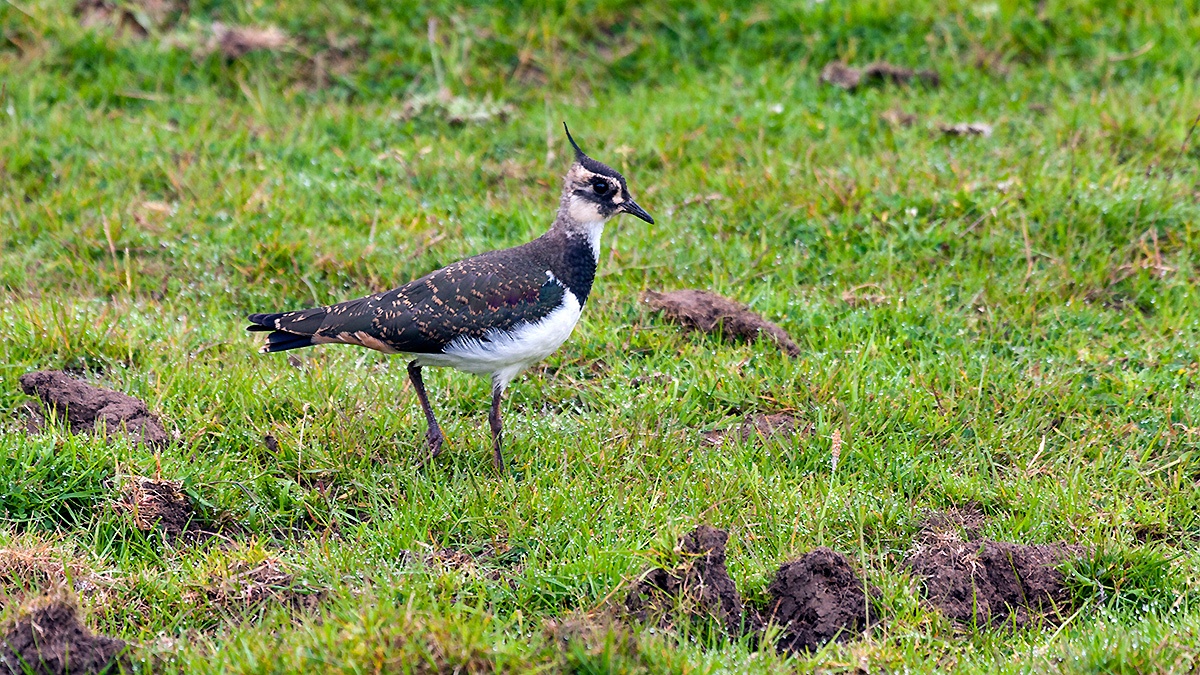 Northern Lapwing [Vanellus vanellus]