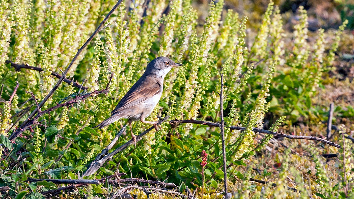 Common Whitethroat [Curruca communis communis]